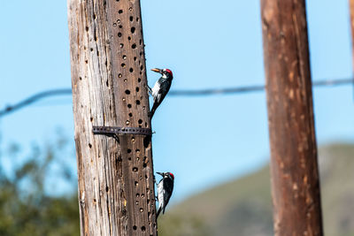 Close-up of acorn woodpecker perching on wooden post