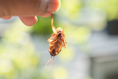 Cropped hand holding dead cockroach