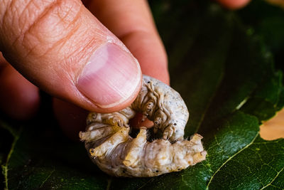 Close-up of hand holding small plant