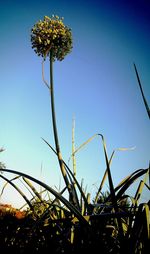 Low angle view of plants growing on field against blue sky