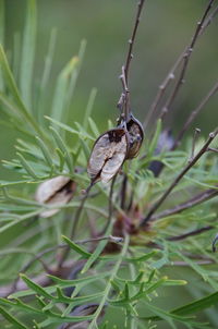 Close-up of insect on plant