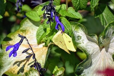 Close-up of butterfly on purple flower
