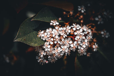 macro photography