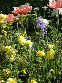 Close-up of flowering plants growing on field