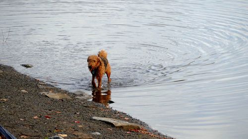 Dog on river