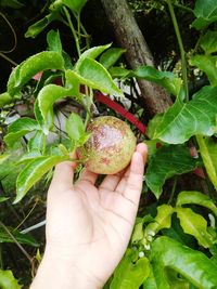 Close-up of hand holding strawberry