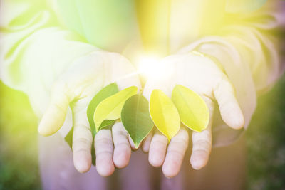 Close-up of hand holding leaves