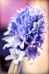 Close-up of purple flowers