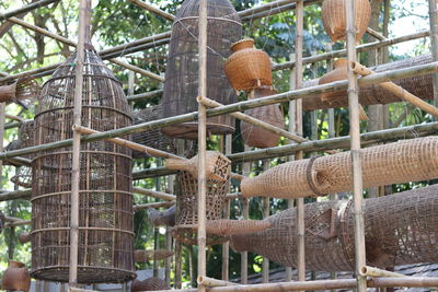 Close-up of snake hanging