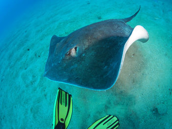 Close-up of a round stingray swimming in sea with fins in foreground