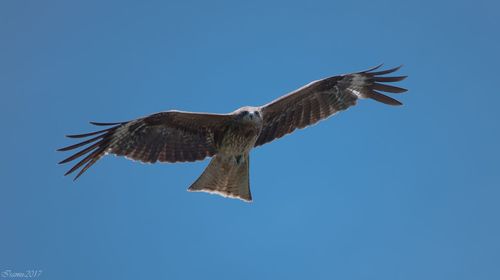 Low angle view of eagle flying against clear blue sky