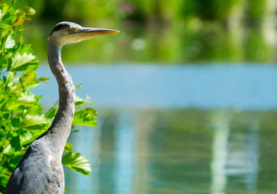 Grey heron on lake