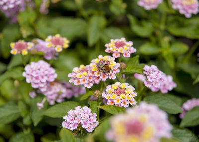 Close-up of pink flowering plant