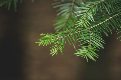 Close-up of fern leaves
