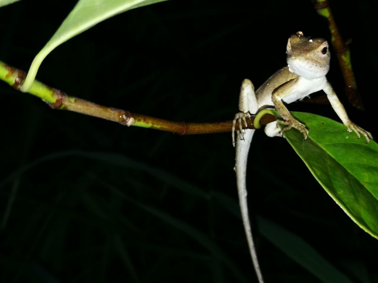 CLOSE-UP OF A LIZARD ON PLANT