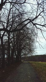 Bare trees on field