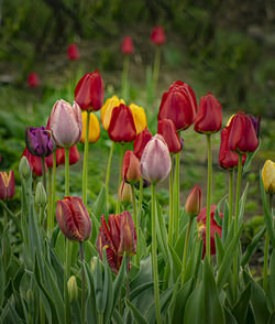 Multi-colored tulips bloom in the spring garden bed