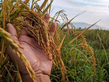 Close-up of hand holding plant