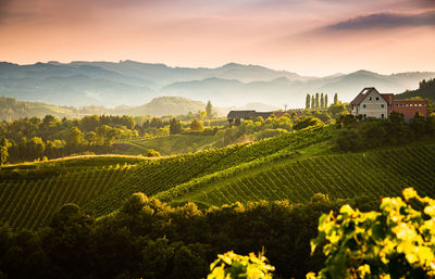 Scenic view of agricultural field against sky