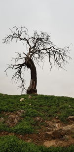 Bare tree on field against clear sky