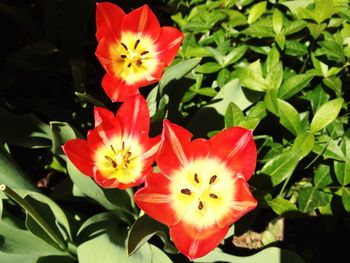 Close-up of red flowers