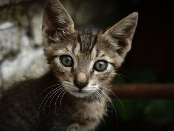 Close-up portrait of a cat