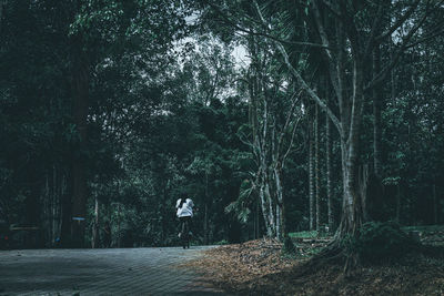 View of trees in forest