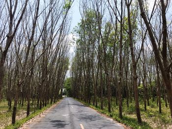 Empty road amidst trees in forest