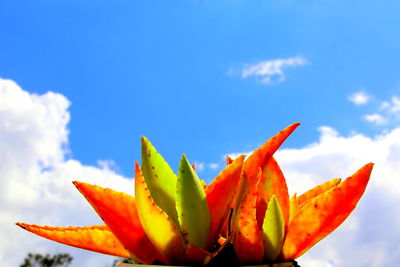 Low angle view of flowers blooming against clear sky