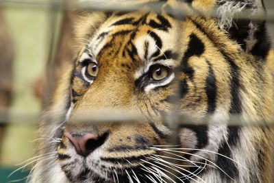 Close-up portrait of tiger