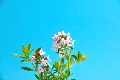 Low angle view of flowering plant against blue sky