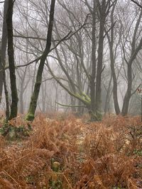 Trees in forest