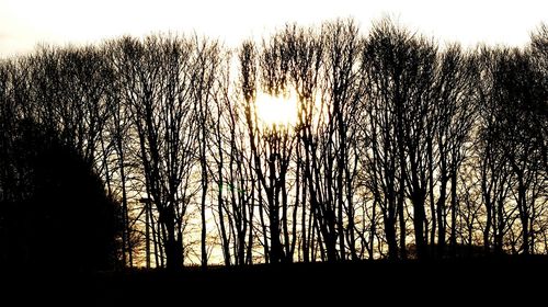 Low angle view of silhouette trees against sky during sunset