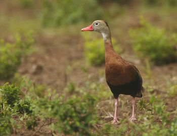 Close-up of a bird on field