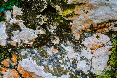 Close-up of lichen on tree trunk