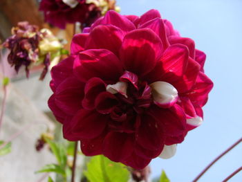 Close-up of pink flowers blooming outdoors