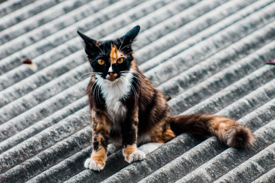 Portrait of cat sitting on floor