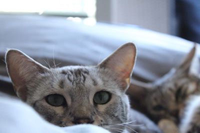 Close-up portrait of cat
