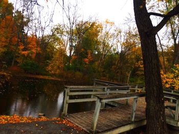 Scenic view of forest during autumn