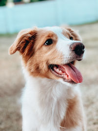 Close-up of dog looking away