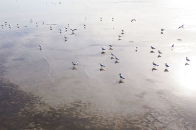 High angle view of birds swimming in lake