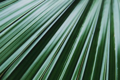 Full frame shot of palm leaf