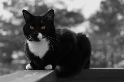 Close-up portrait of a cat looking away