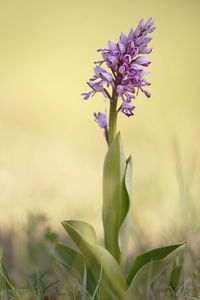 Close-up of purple flowering plant