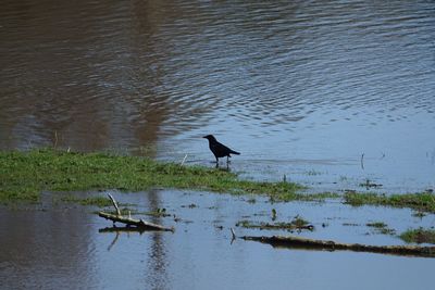 Bird perching on a lake