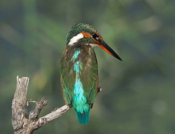 Close-up of a bird perching on branch