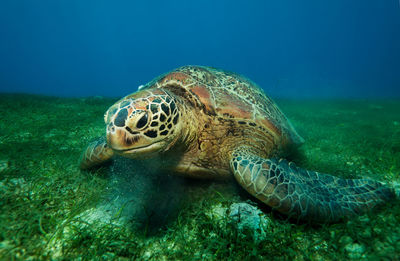 Close-up of turtle swimming in sea