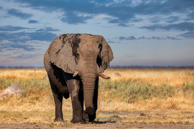 Elephant on field against cloudy sky