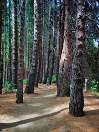 Trees in forest