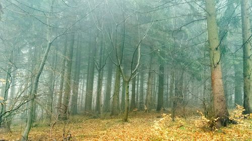 Trees in forest